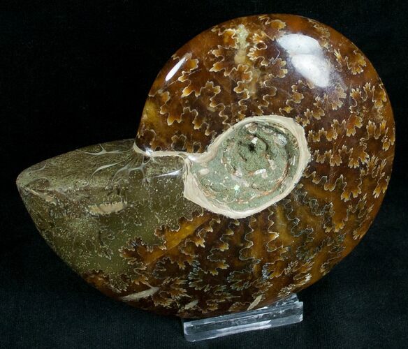 Cleoniceras Ammonite Fossil - Madagascar #7348